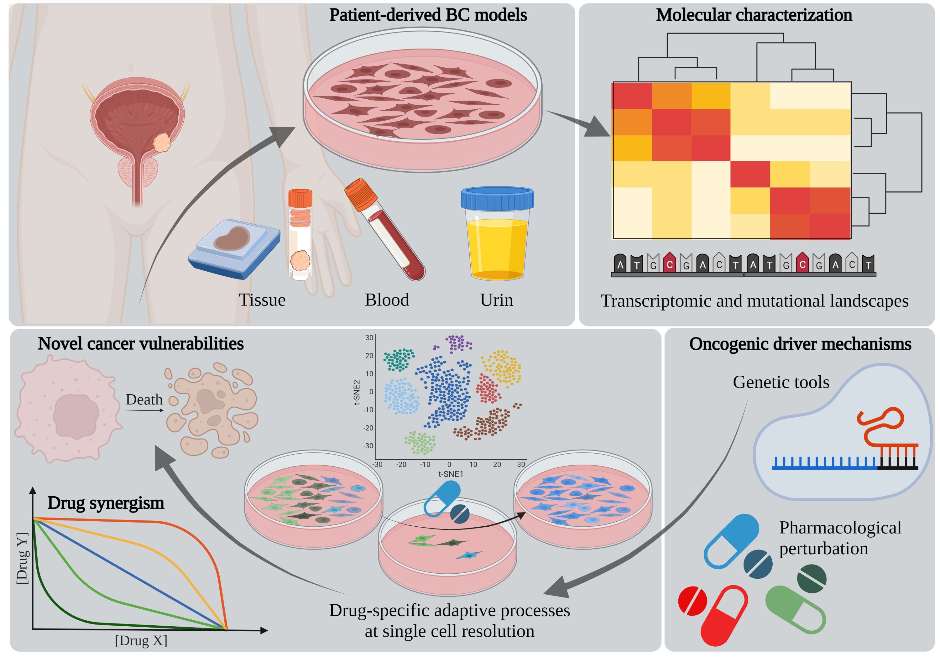 © Bernhard Englinger / created with BioRender.com